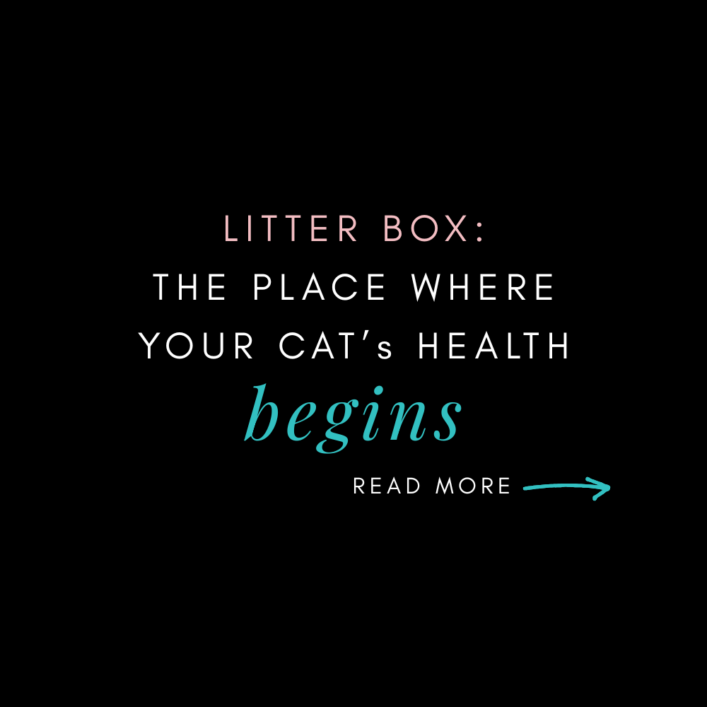 LITTER BOX: The Place Where Your Cat’s Health Begins