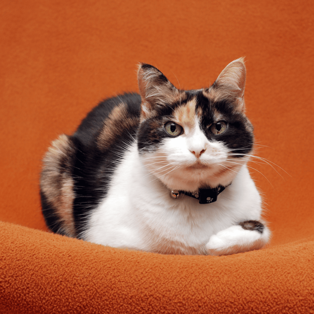 What Is CKD in Cats - And Why Does It *Almost Always* Get Caught Late?