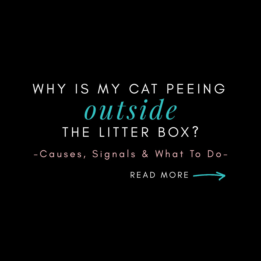WHY IS MY CAT PEEING OUTSIDE THE LITTER BOX?