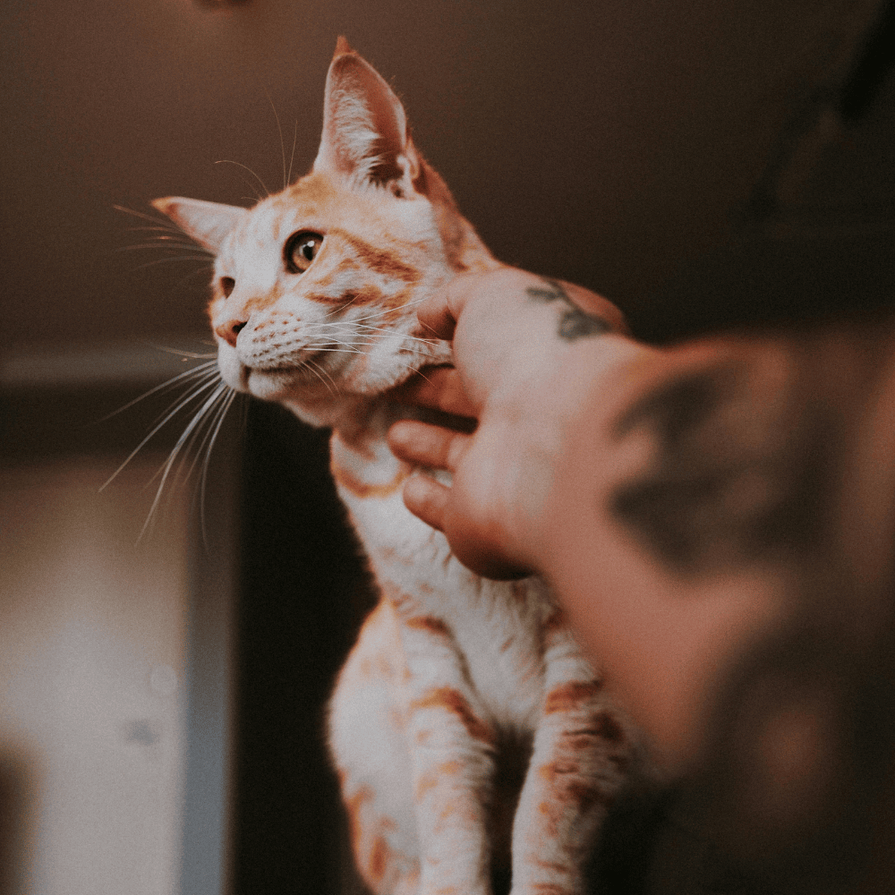 Why does my cat follow me everywhere?
