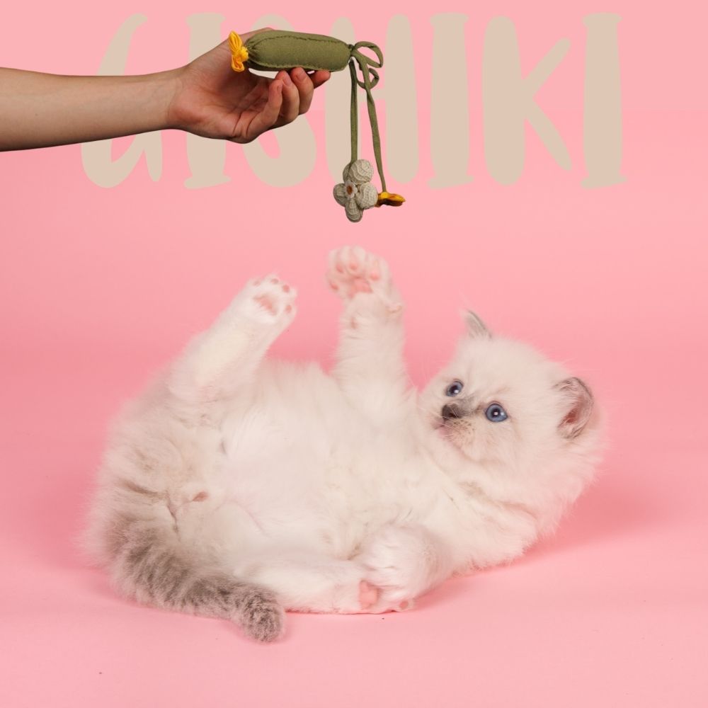 "Zuchhini" Catnip Infused Toy