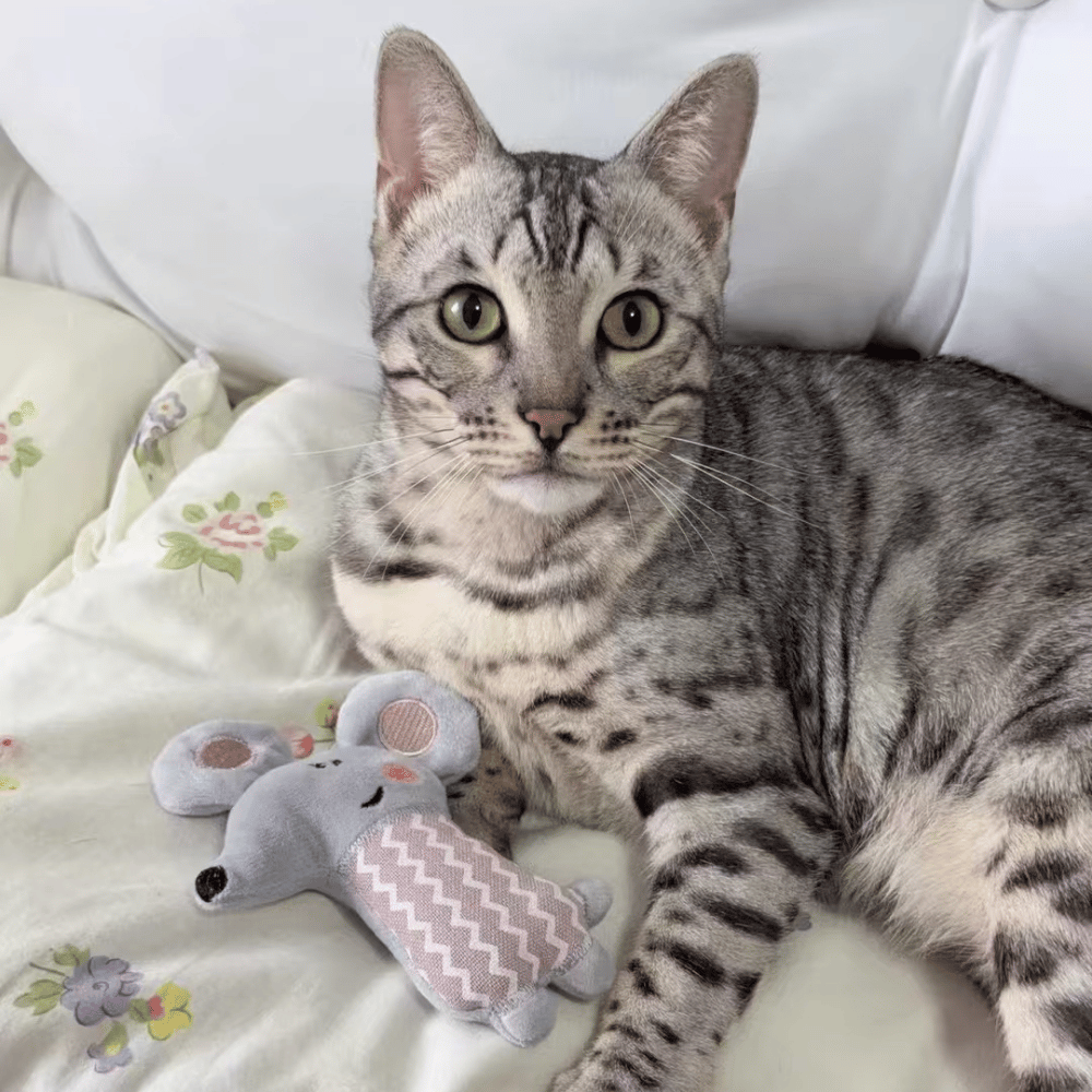 "Rodeo" Dual Texture Catnip Mouse